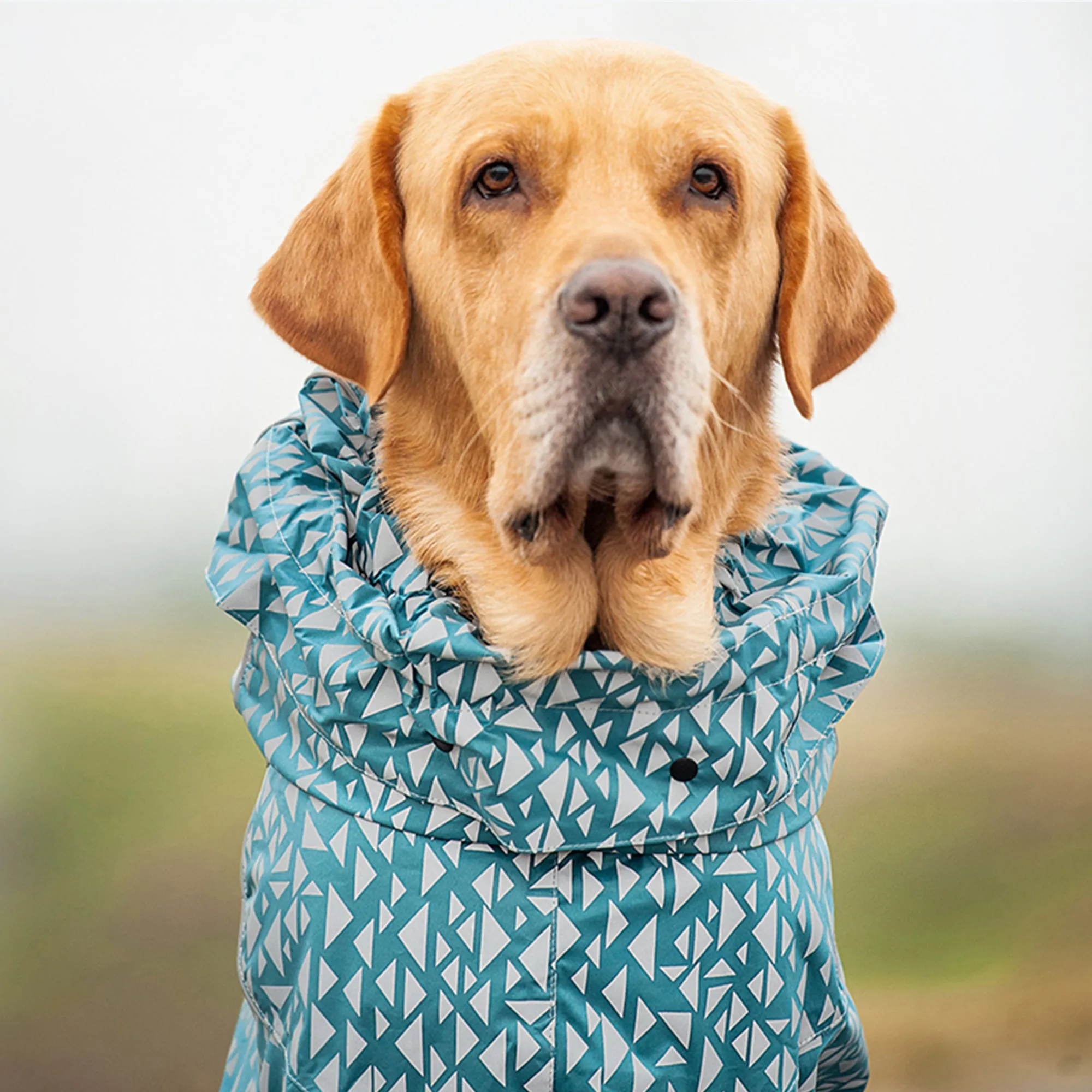 Olive Tree Dog Raincoats