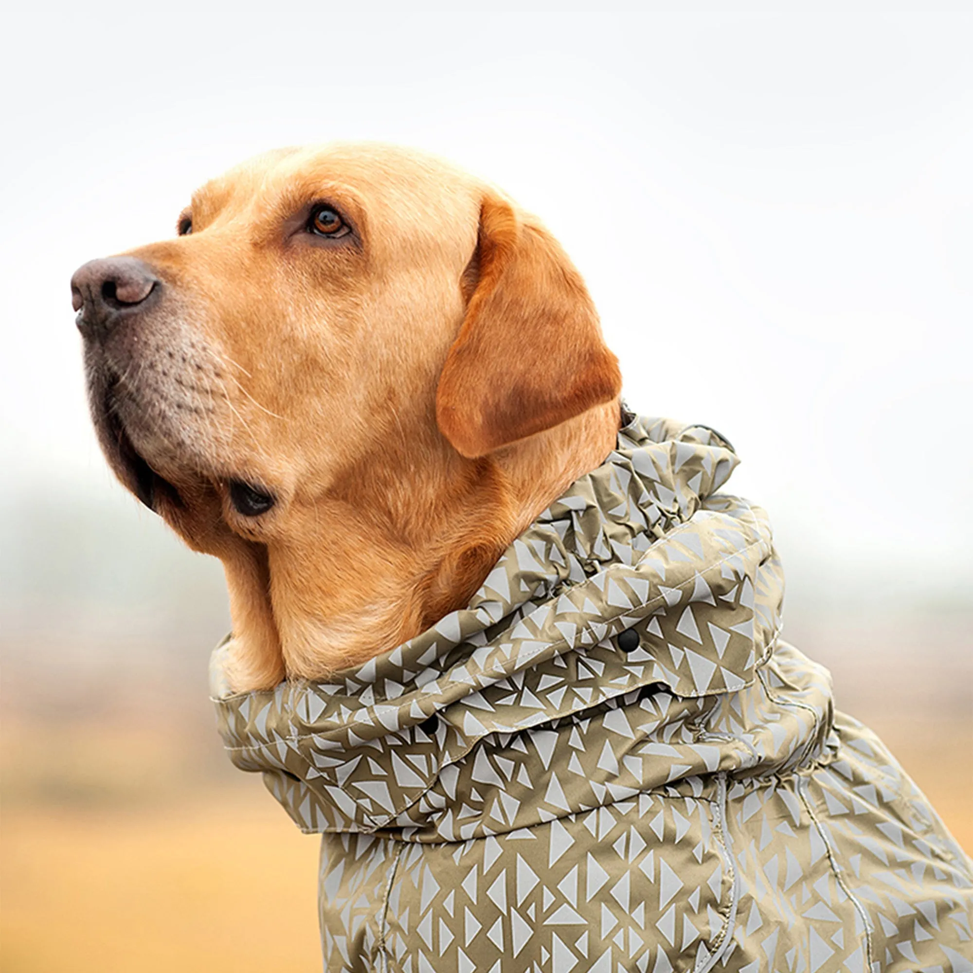 Olive Tree Dog Raincoats