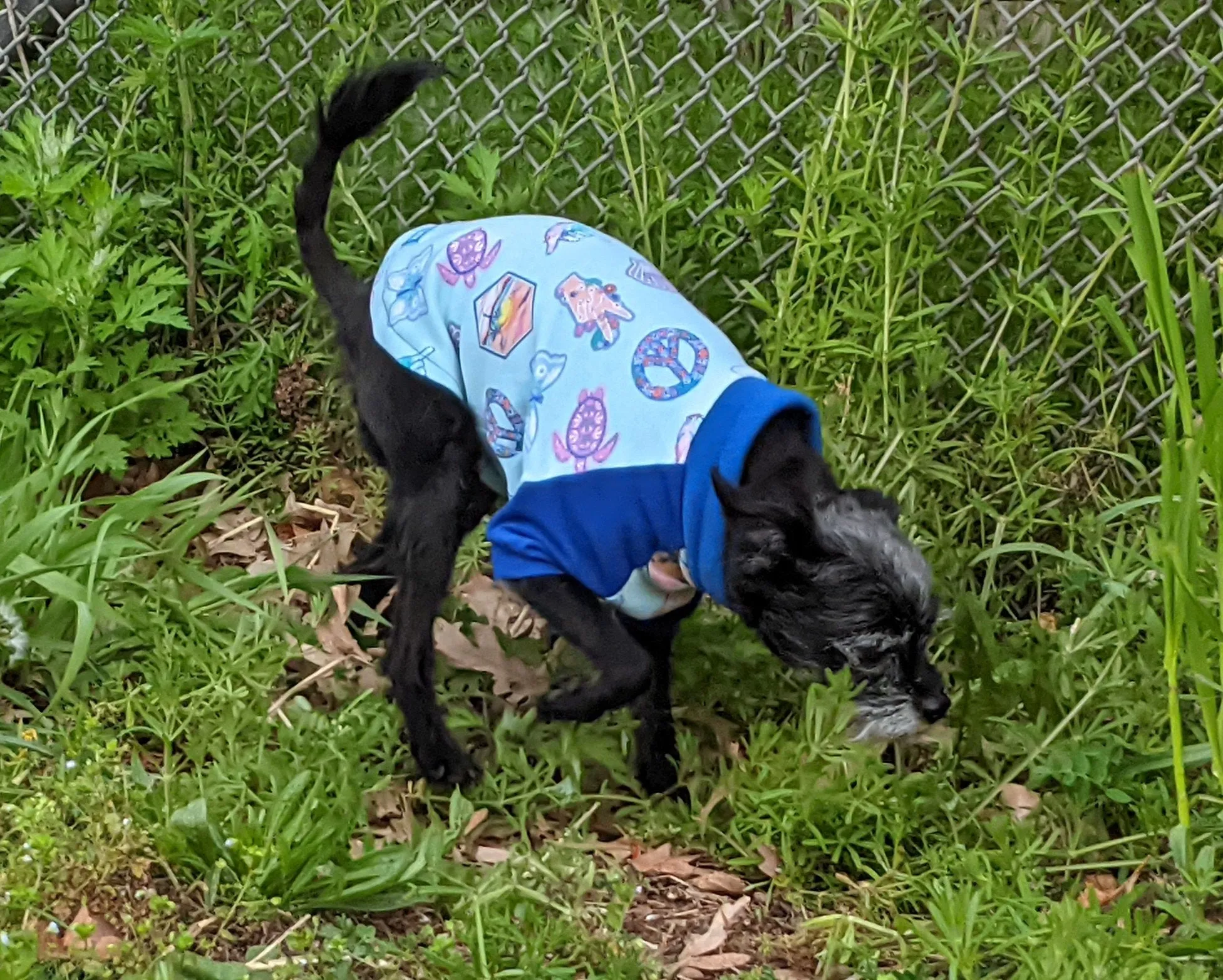 Peace & Sunset Dog Pajamas