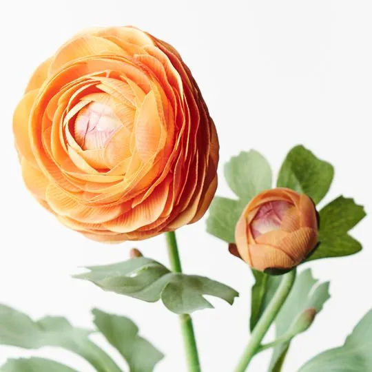 Ranunculus Spray Orange 50CML