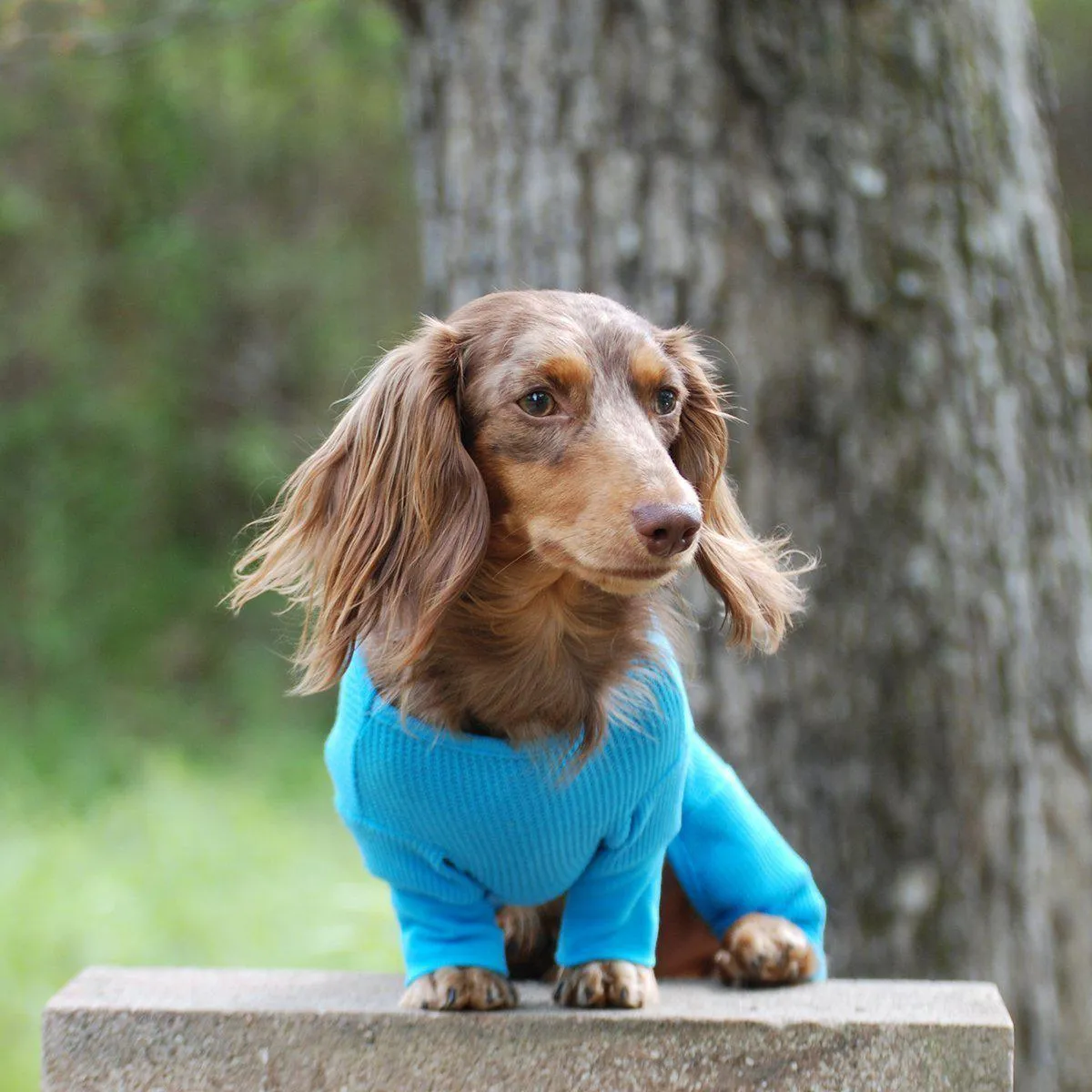 Sweet Dreams Dog Pajamas Blue